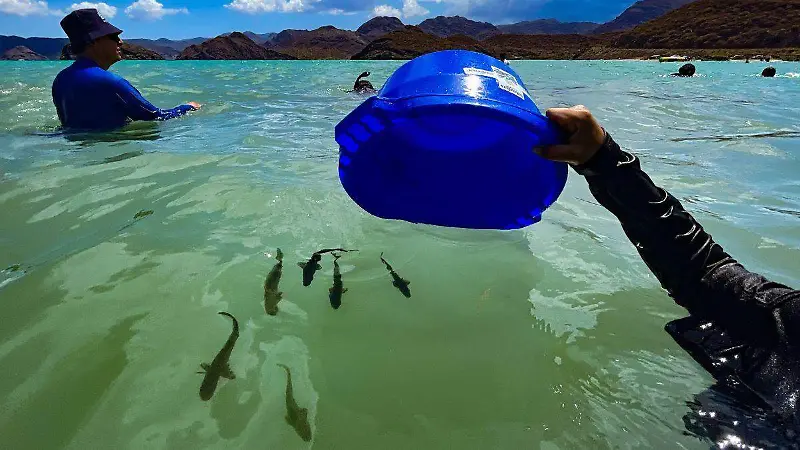 Criadero de Totoaba en La Paz B. C.